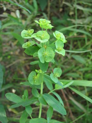 Euphorbia borodinii