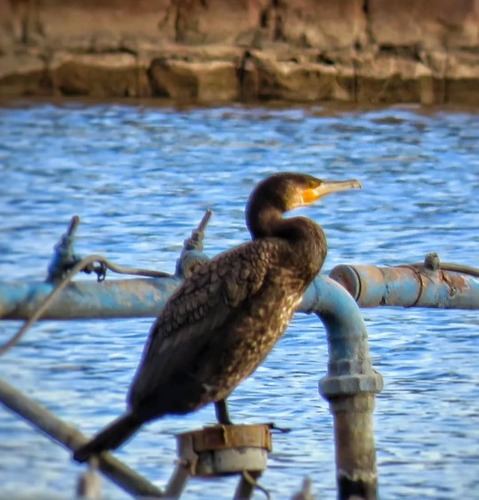 Great Cormorant