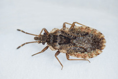 Aradus obtectus