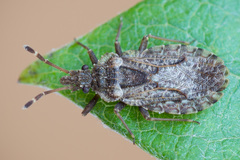 Aradus obtectus