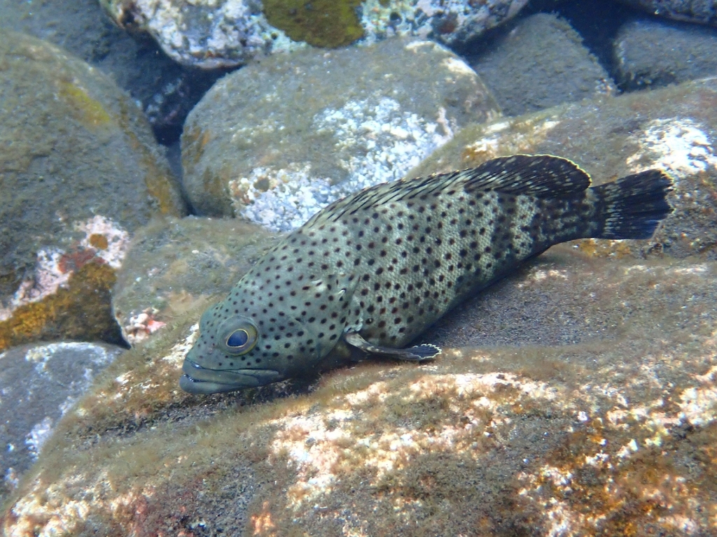 Dusky Rock Cod
