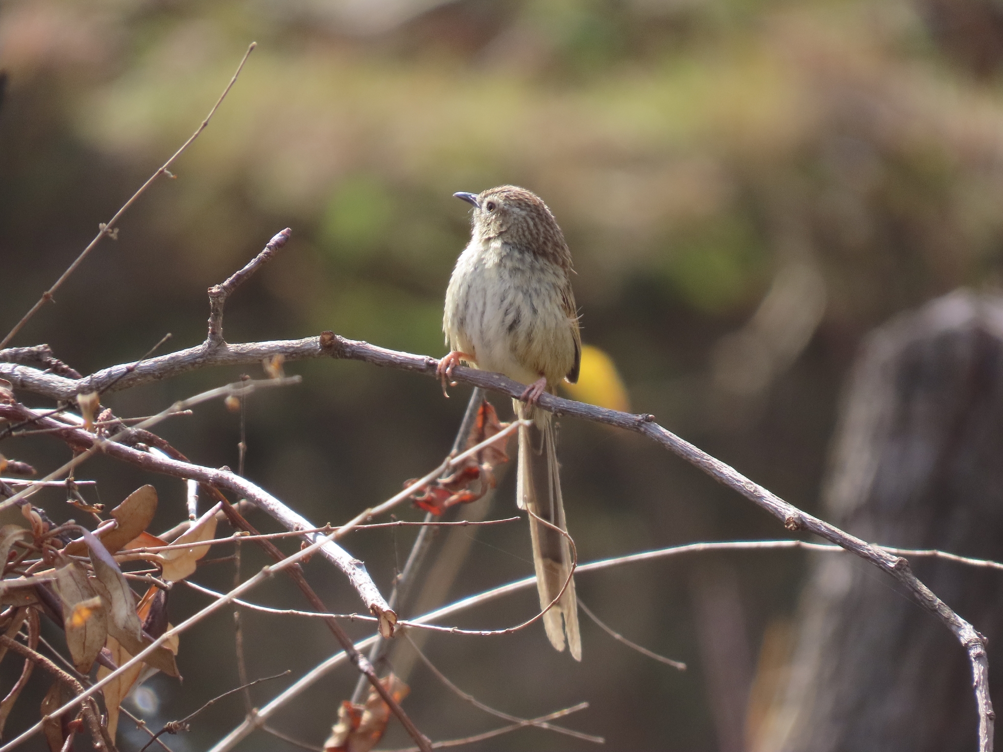 Himalayan Prinia