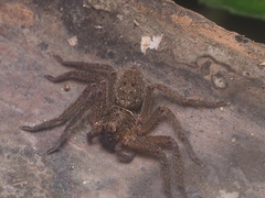 Heteropoda martinae