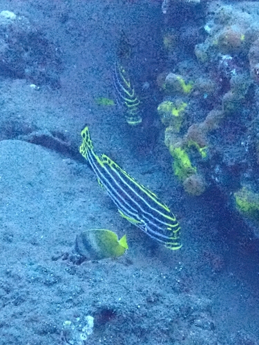 Oriental Sweetlips (Plectorhinchus vittatus)