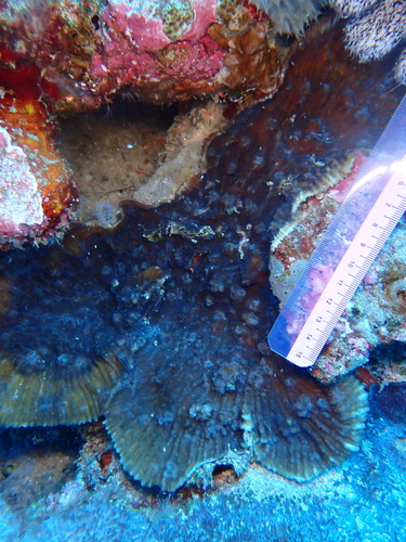 Oxypora crassispinosa observed 2025-11-17