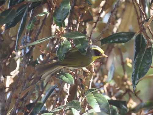 Black-faced Warbler (Abroscopus schisticeps), photo 6