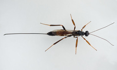 Xorides depressus