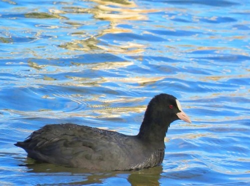 Eurasian Coot