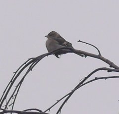 Fringilla coelebs coelebs