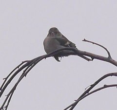 Fringilla coelebs coelebs