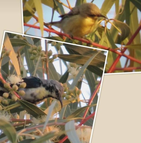 Purple Sunbird