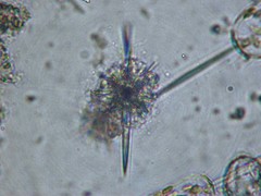 Amphilithidae