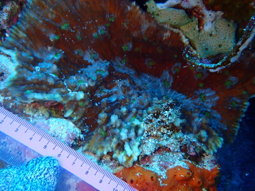 Oxypora crassispinosa observed 2025-11-17