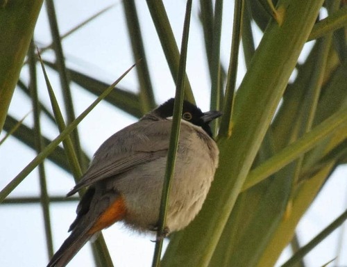 White-eared Bulbul