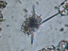 Amphilithidae