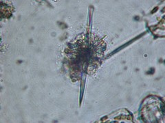Amphilithidae