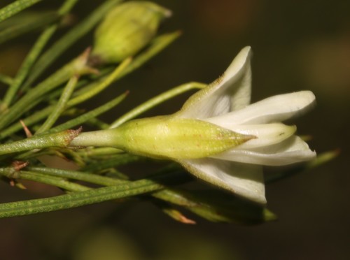 Image of Psoralea luteovirens by (c) Brian du Preez, some rights reserved (CC BY-SA)