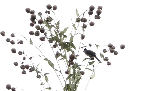 Brown-breasted Bulbul