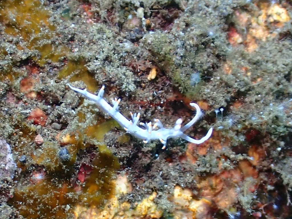 Two-tone Bluntnose
