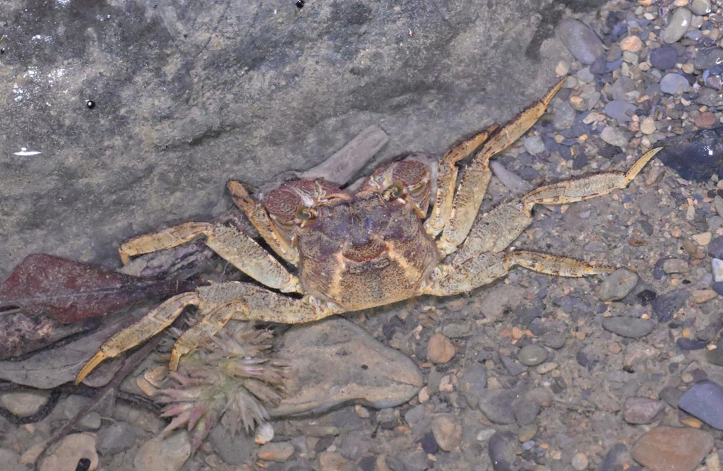 Sesarmops mora
