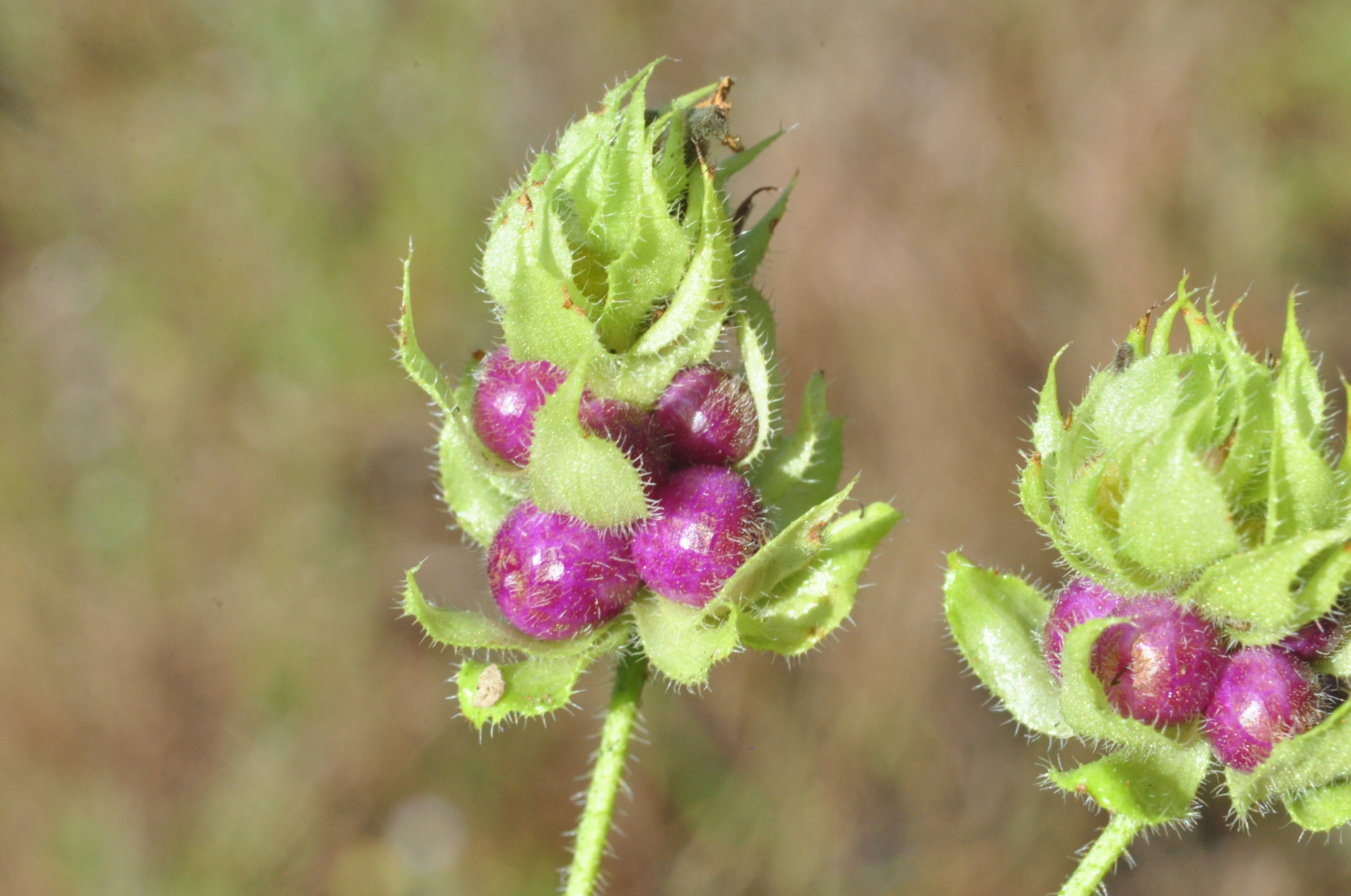Lantana radula