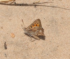 Aloeides thyra thyra