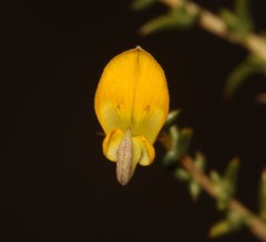 Aspalathus cuspidata