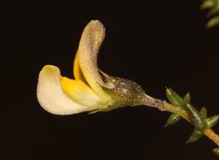 Aspalathus cuspidata