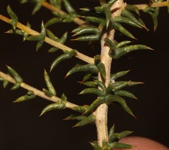 Aspalathus cuspidata