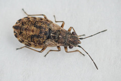 Nithecus jacobaeae