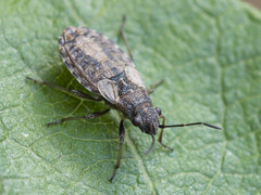 Nithecus jacobaeae