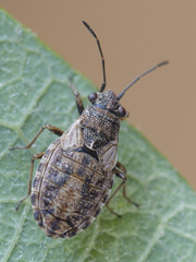 Nithecus jacobaeae