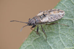 Nithecus jacobaeae