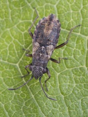 Nithecus jacobaeae