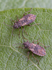 Nithecus jacobaeae