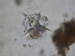 Phormacantha