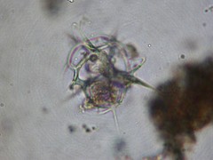 Phormacantha