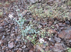 Silene chlorifolia