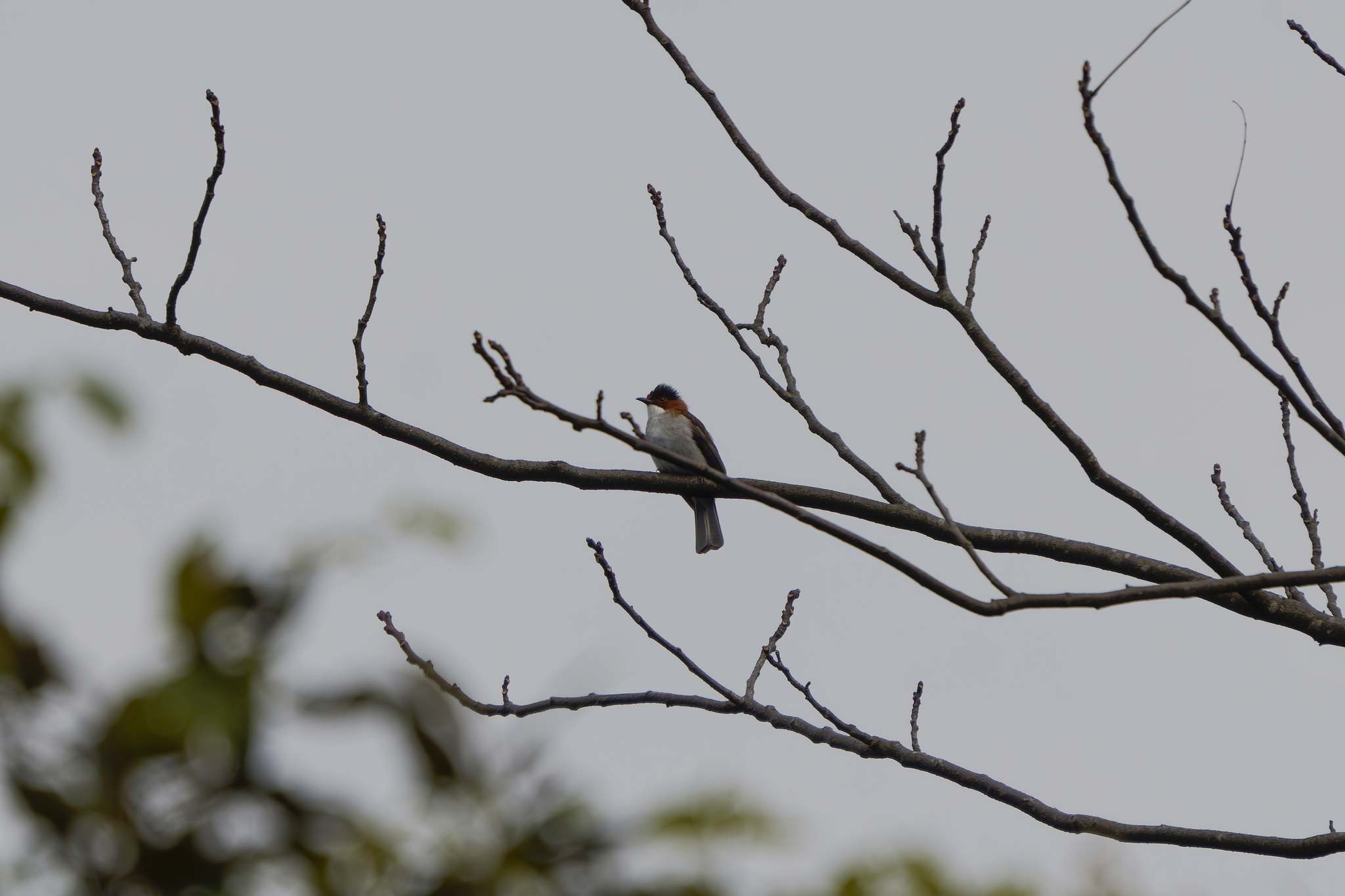 Chestnut Bulbul