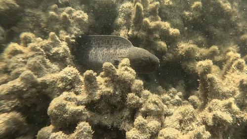 Giant moray eel