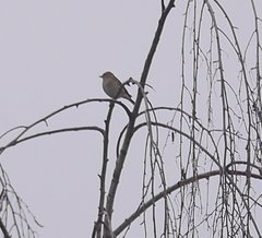 Fringilla coelebs coelebs