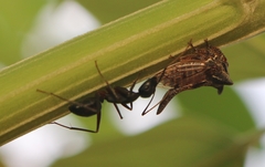 Oxyrhachis