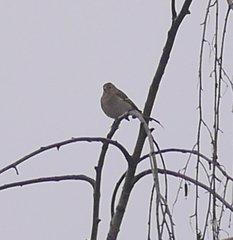 Fringilla coelebs coelebs