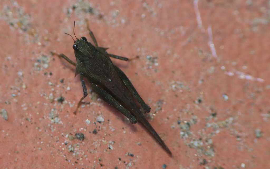 Criotettix miliarius