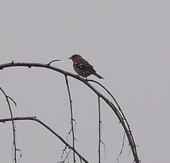 Fringilla coelebs coelebs