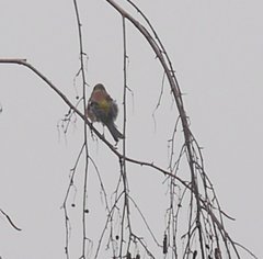 Fringilla coelebs coelebs