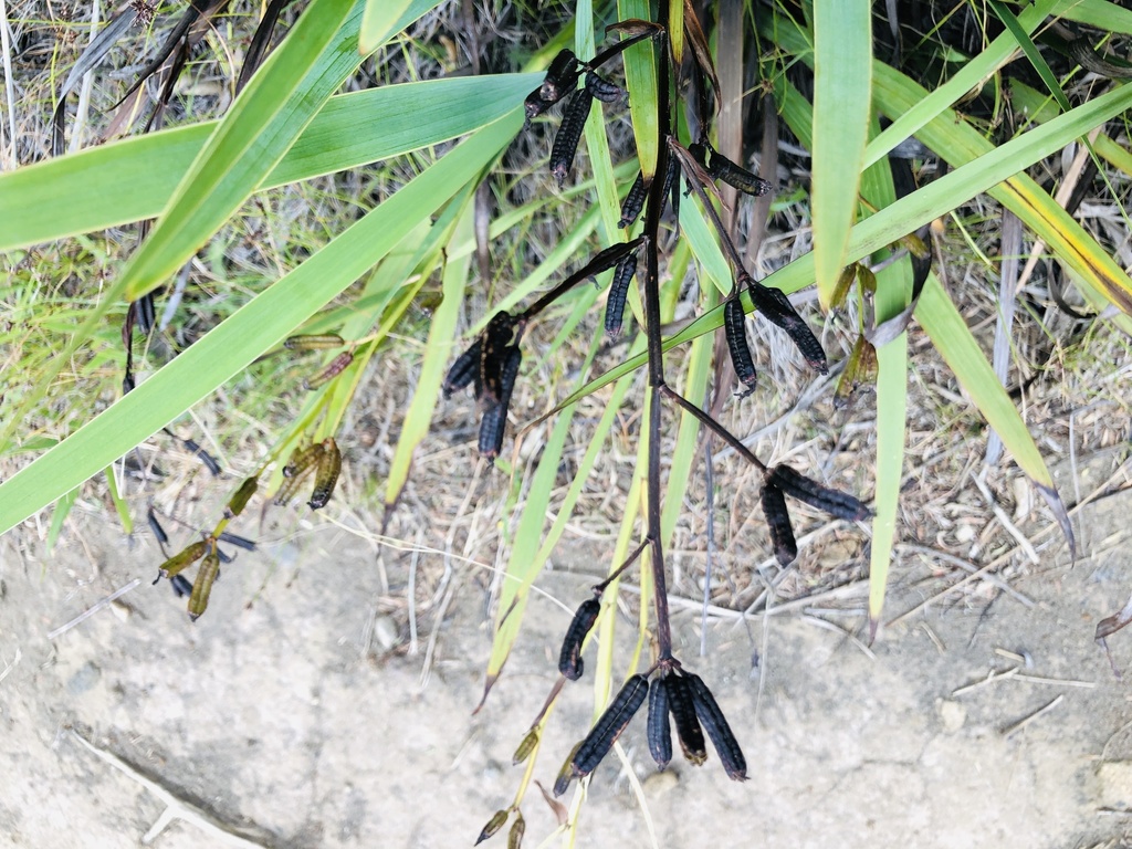 Blue cornlily from Anawhata Beach Track, Anawhata, Auckland, NZ on
