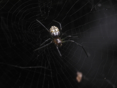 Nephilengys malabarensis