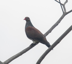 Patagioenas speciosa