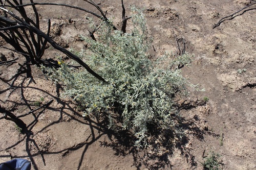 Image of Lucky Renosterpea (Polhillia fortunata) by (c) Brian du Preez, some rights reserved (CC BY-SA)